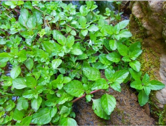 野生欧薄荷精油  单方精油批发