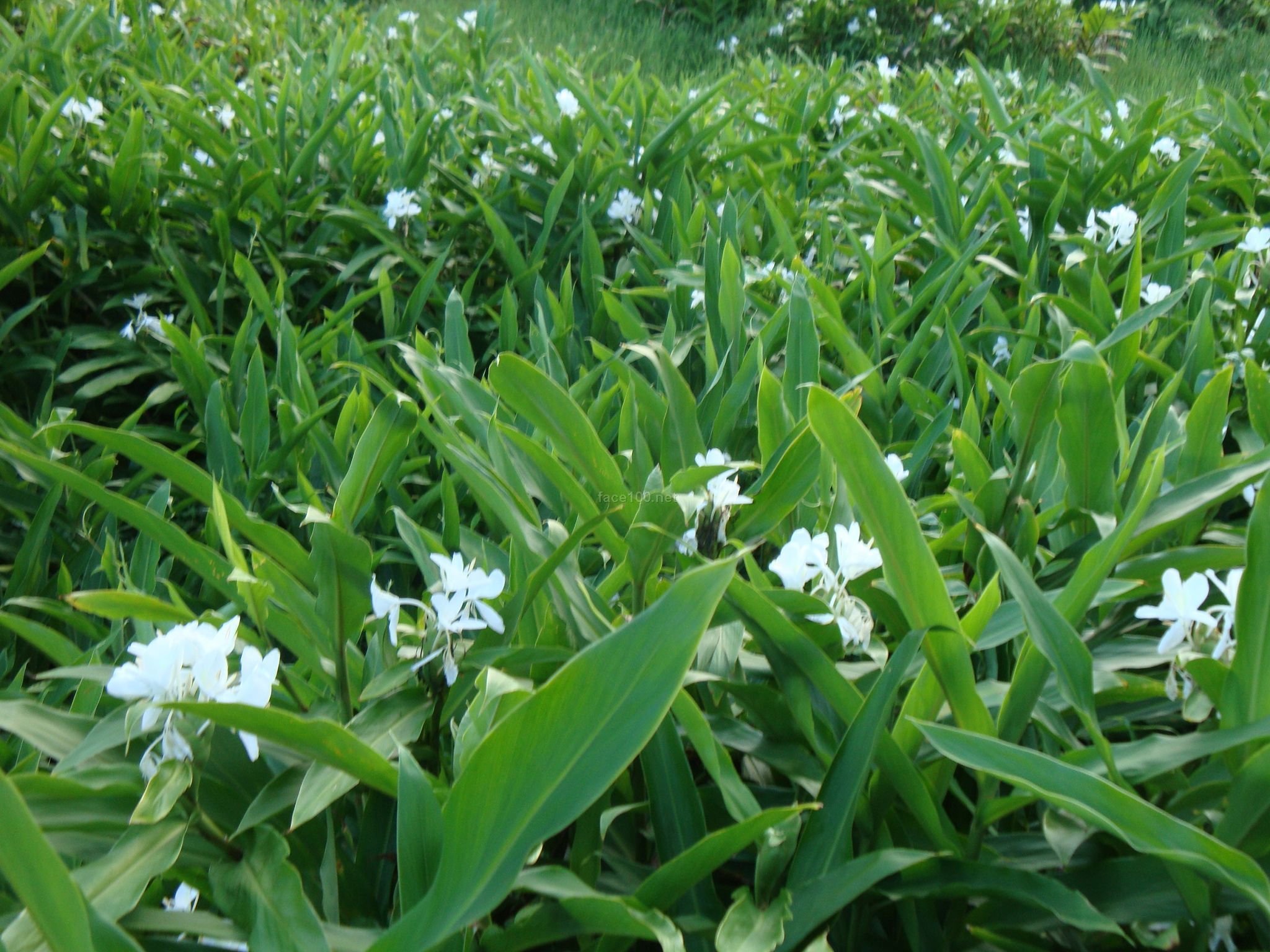 野姜花单方精油  单方精油批发